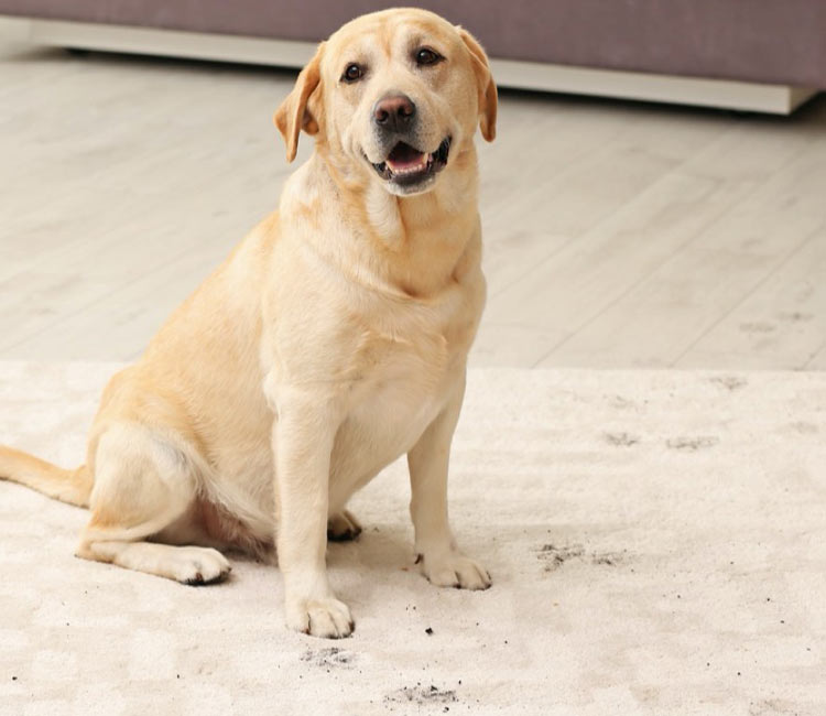 Happy lab dog standing on white area rug with muddy paws