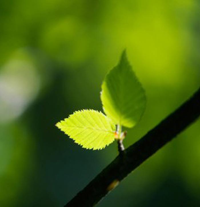 Green plant leaves and branch with shallow depth of field and green background